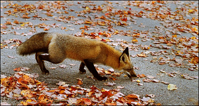 Red Fox